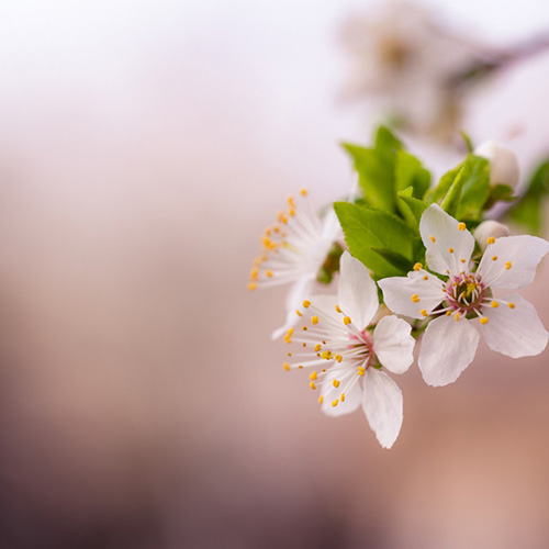 Austin Farwell, Spring Is Coming, Piano Solo