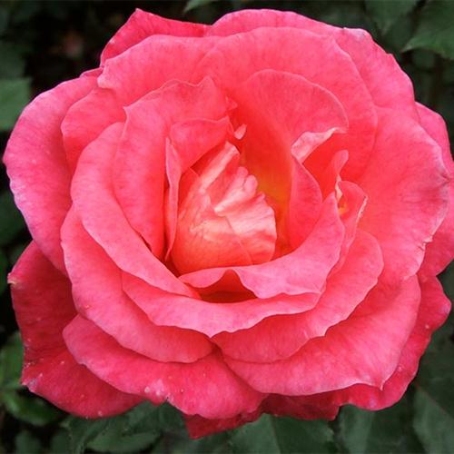 Charles W. Glover Charles W. Glover, The Rose Of Tralee, Piano, Vocal & Guitar (Right-Hand Melody)
