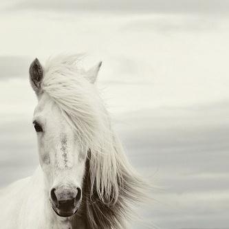 Chilean Folksong, Mi Caballo Blanco (My White Horse), Piano, Vocal & Guitar (Right-Hand Melody)