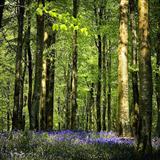 Download Christopher Le Fleming If It's Ever Spring Again sheet music and printable PDF music notes