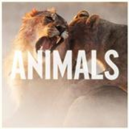 Maroon 5 Animals 119676