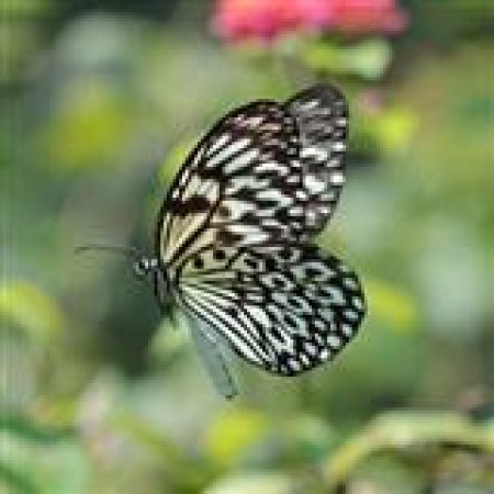 Traditional Filipino Folksong Paruparong Bukid (The Butterfly Field) 87483