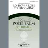 Download Harold Rosenbaum Lo, How A Rose E'er Blooming sheet music and printable PDF music notes