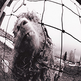 Download Pearl Jam Dissident sheet music and printable PDF music notes
