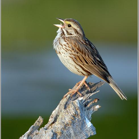 Robert S. Cohen, My Singing Bird, SSA