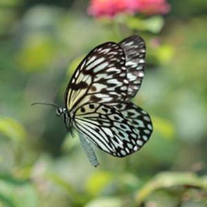 Traditional Filipino Folk Song, Paruparong Bukid (The Butterfly Field), Piano, Vocal & Guitar (Right-Hand Melody)