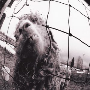 Pearl Jam Dissident Musik Noten - Guitar Tab - 56025-thumbnail